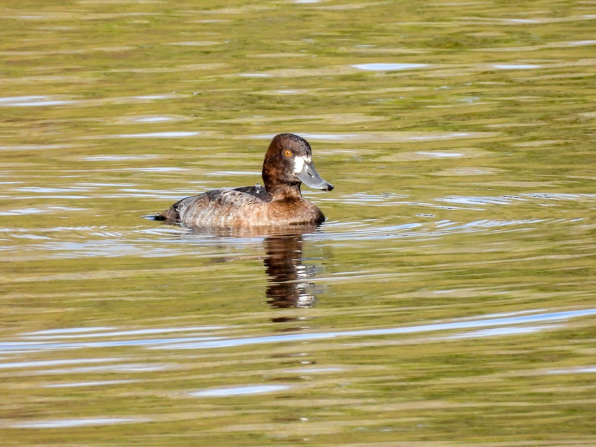 Lesser Scaup - ML645169310