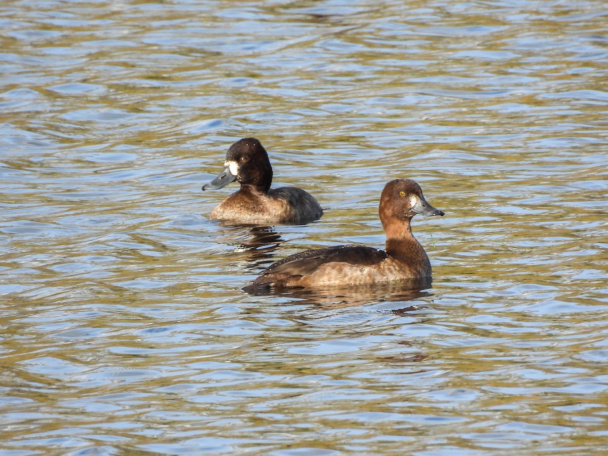 Lesser Scaup - ML645169311