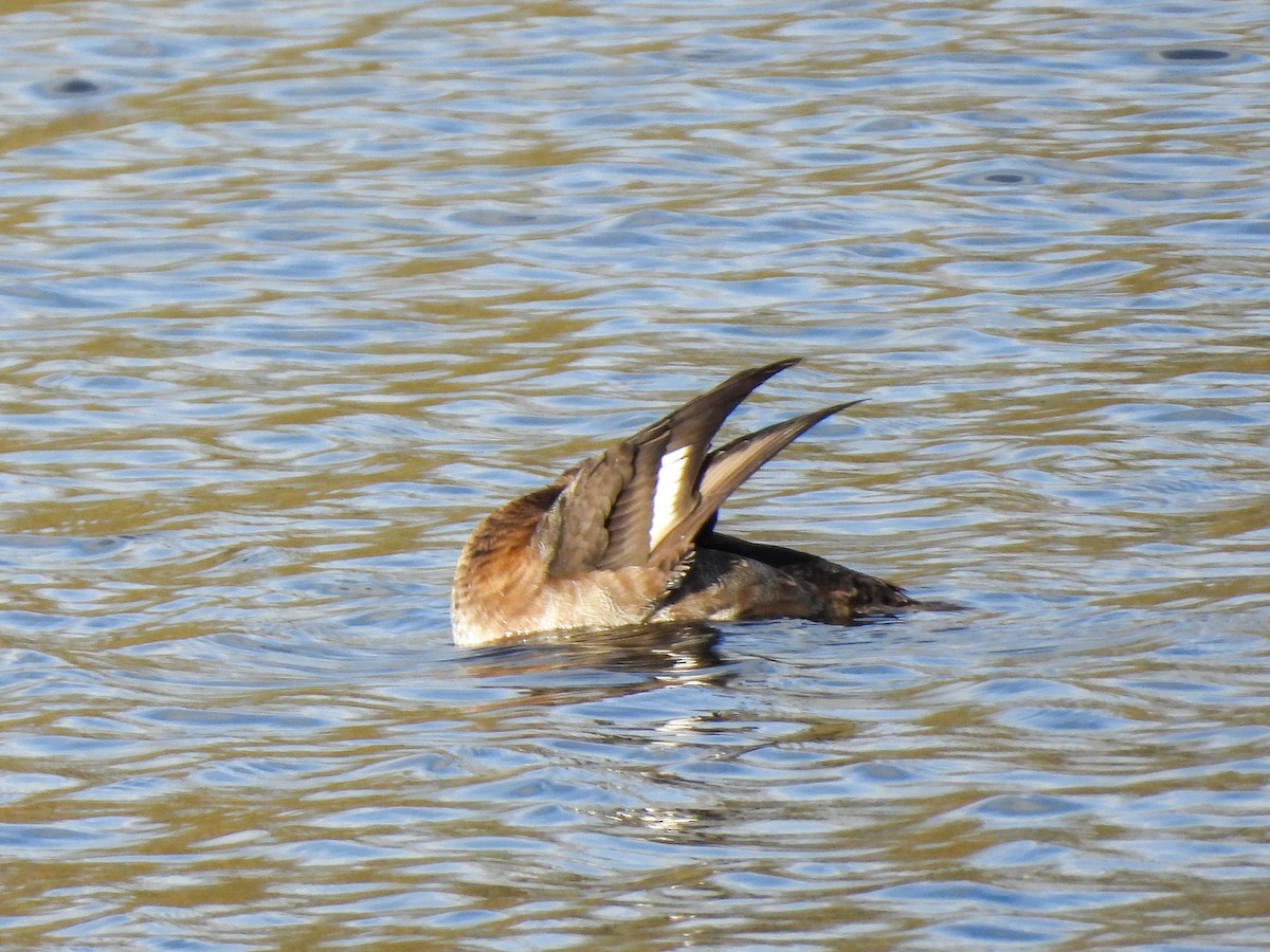 Lesser Scaup - ML645169312