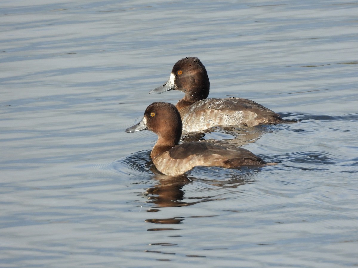 Lesser Scaup - ML645169313