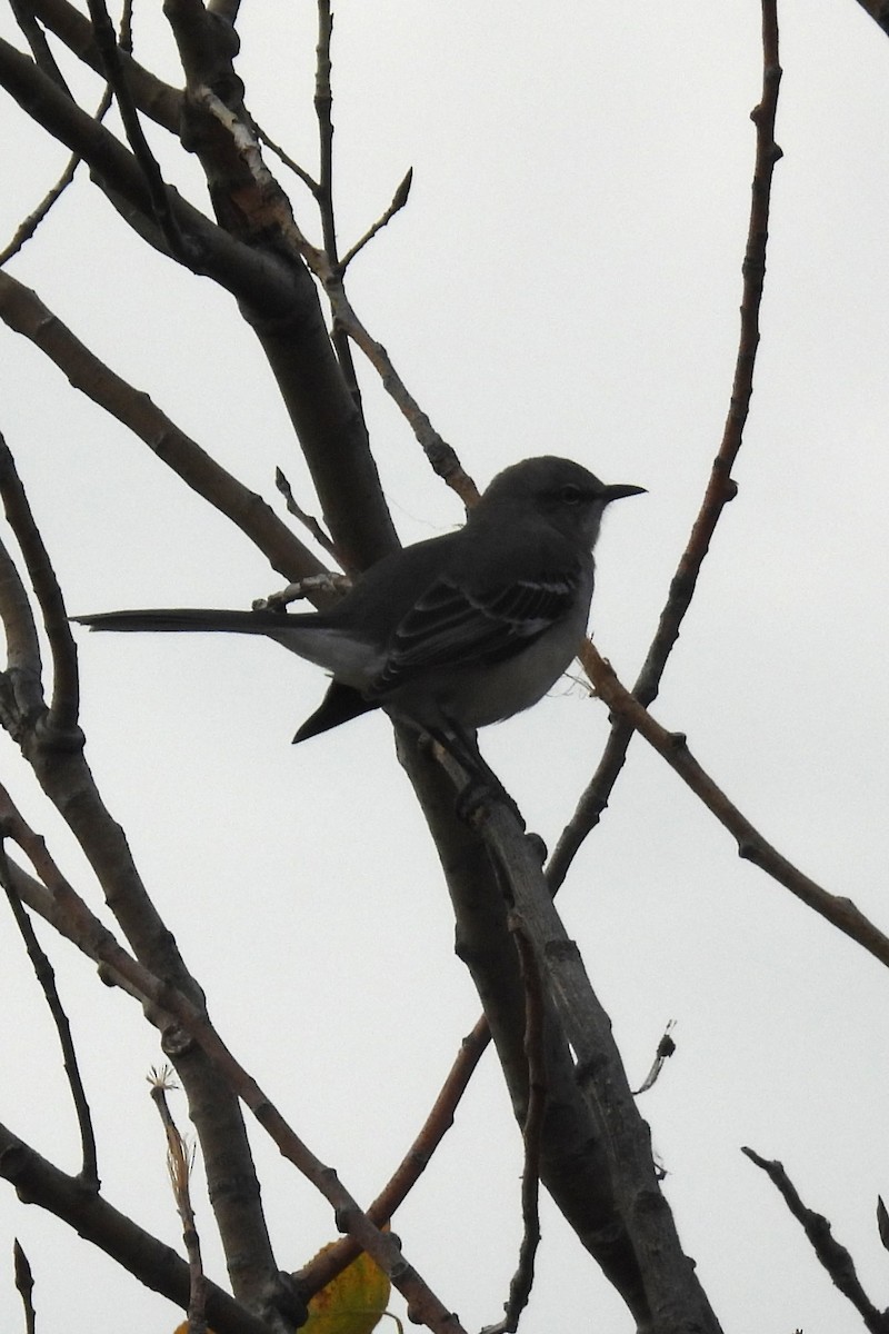 Пересмішник багатоголосий - ML645169319