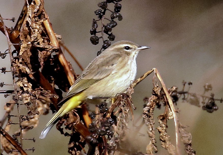 Palm Warbler - ML645169327