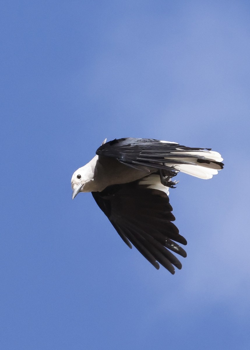 Clark's Nutcracker - ML645169331