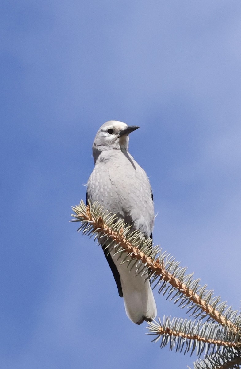 Clark's Nutcracker - ML645169332