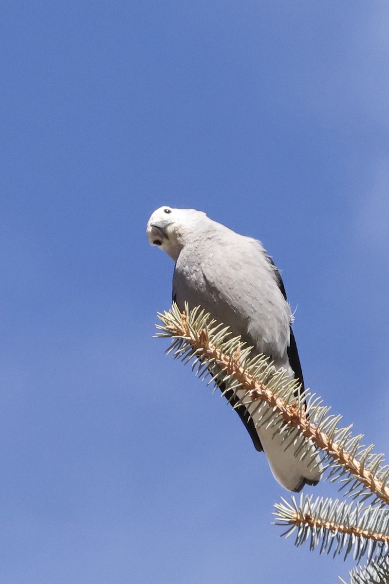 Clark's Nutcracker - ML645169333