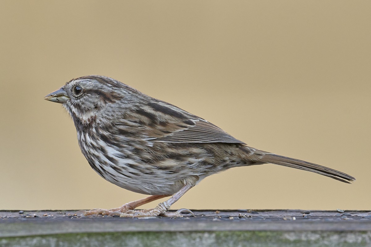 Song Sparrow (heermanni Group) - ML645169338