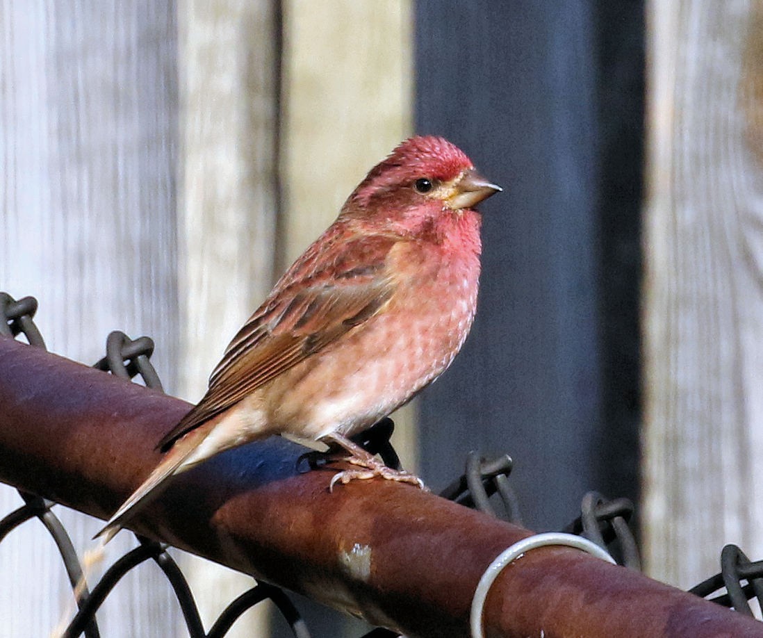 Purple Finch - ML645169349