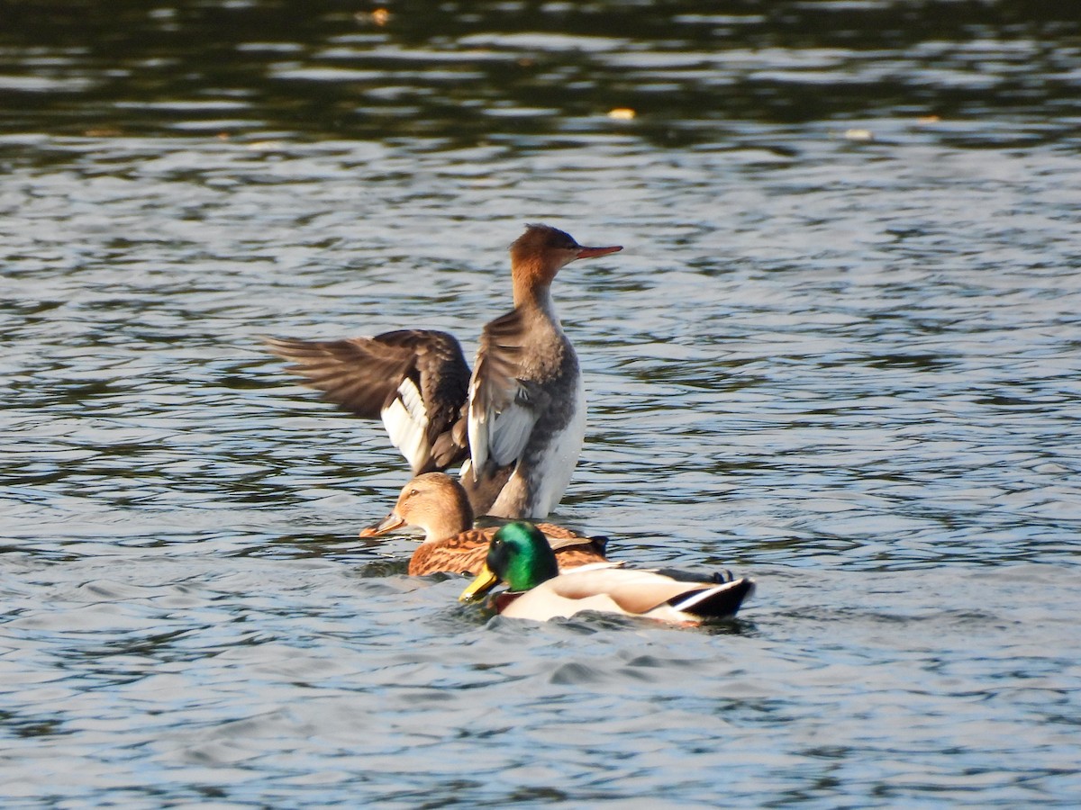 Red-breasted Merganser - ML645169358