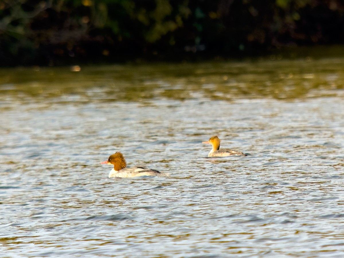 Red-breasted Merganser - ML645169359