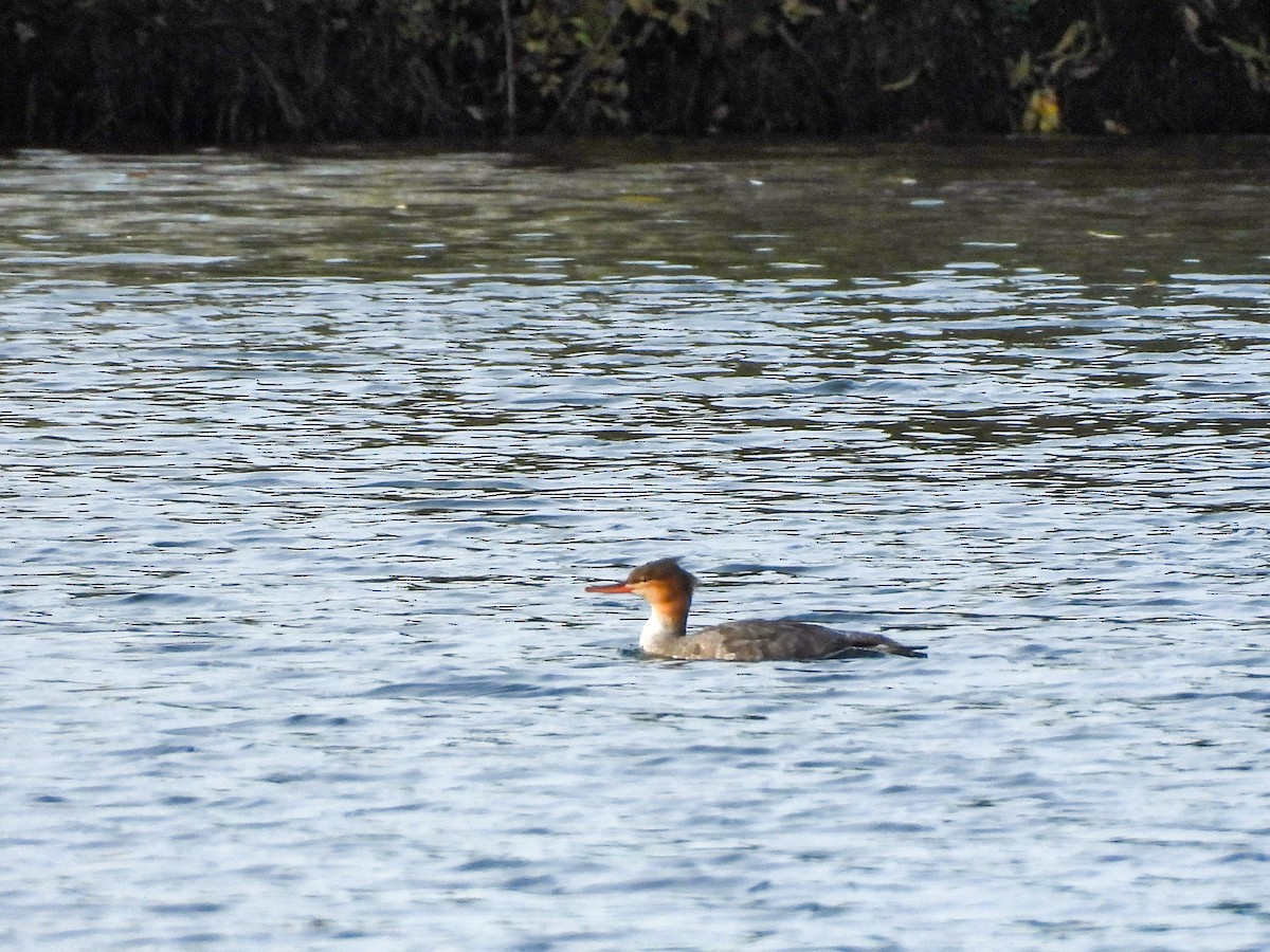 Red-breasted Merganser - ML645169360