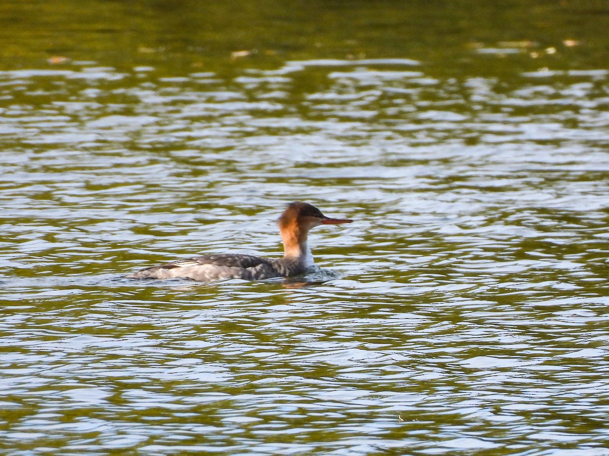 Red-breasted Merganser - ML645169361