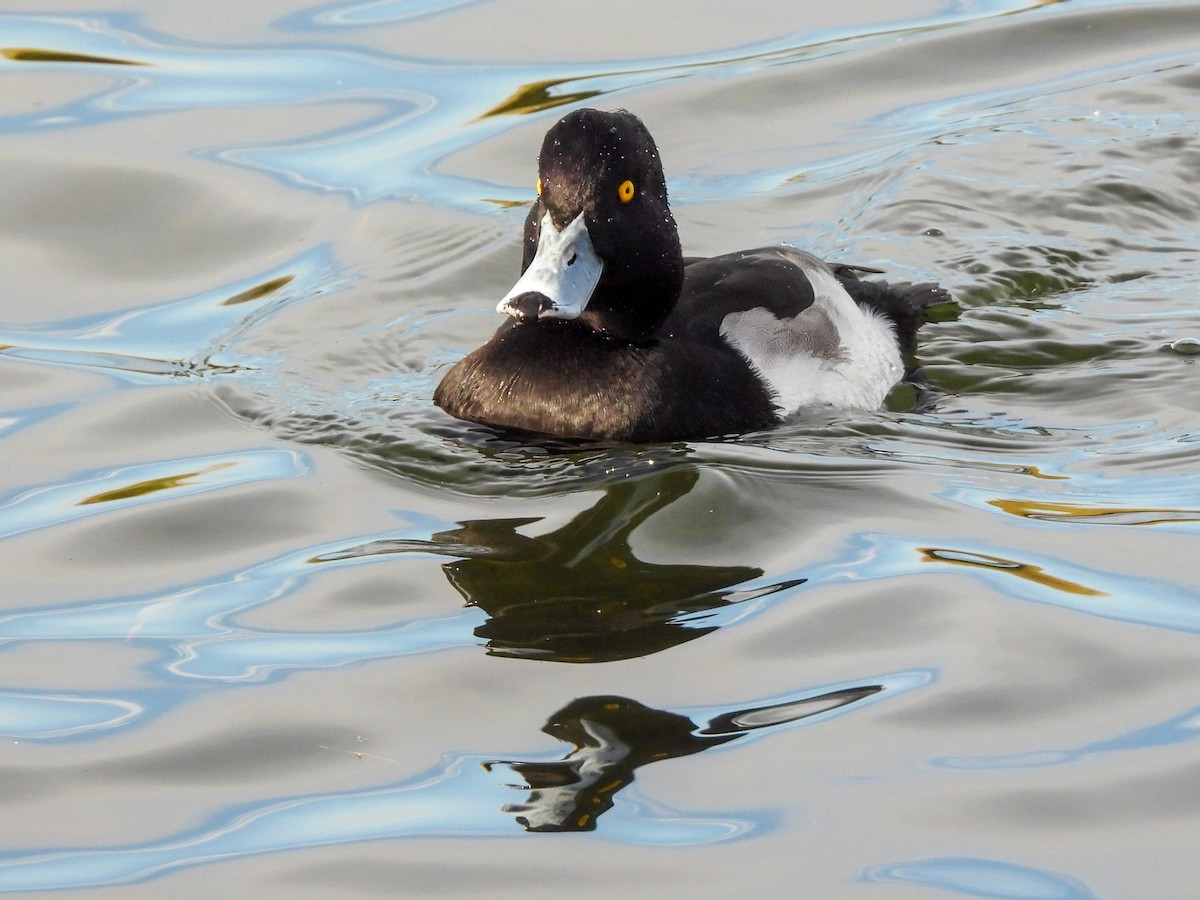 Tufted Duck - ML645169365