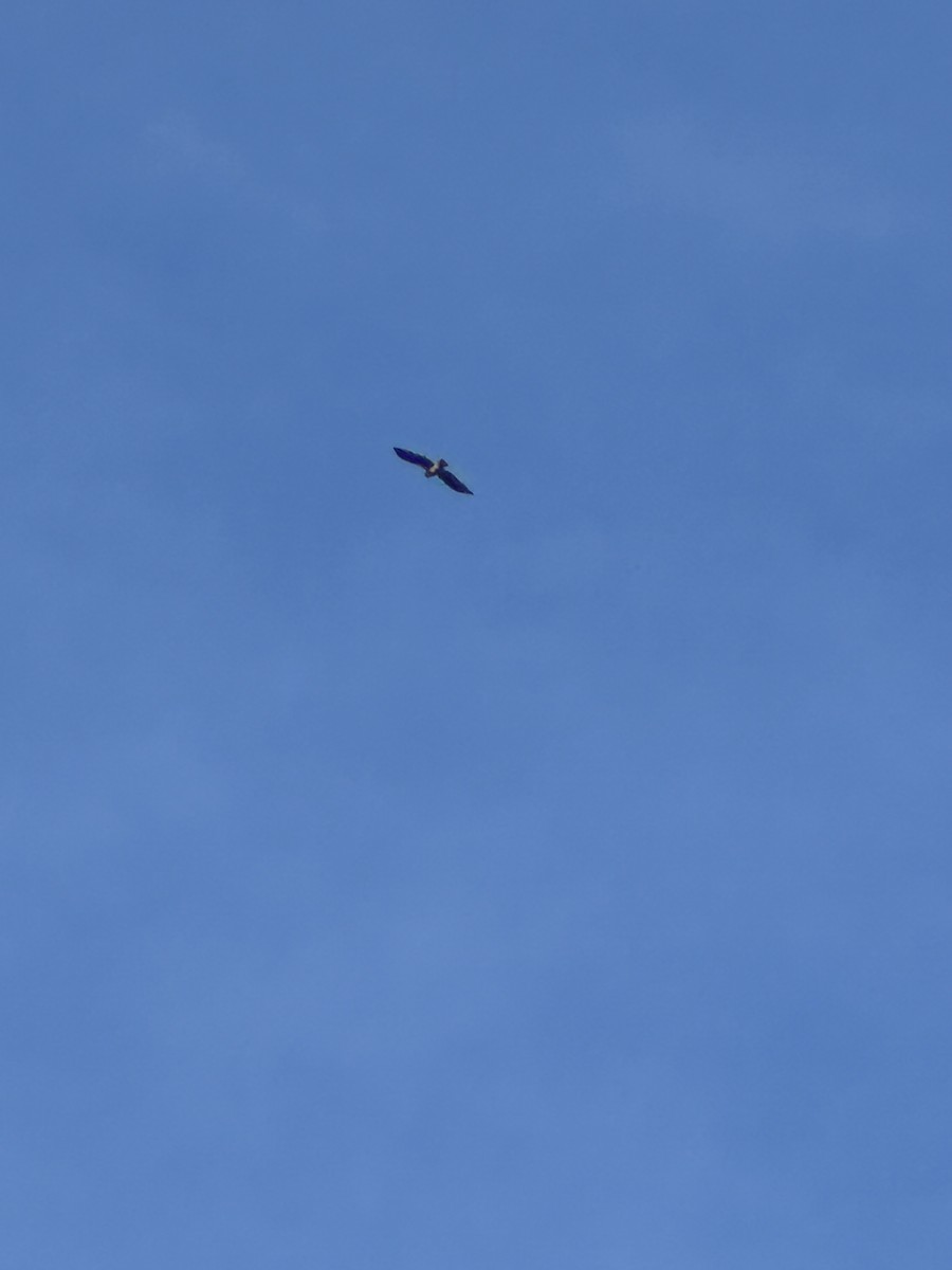 orlík krátkoprstý - ML645169366