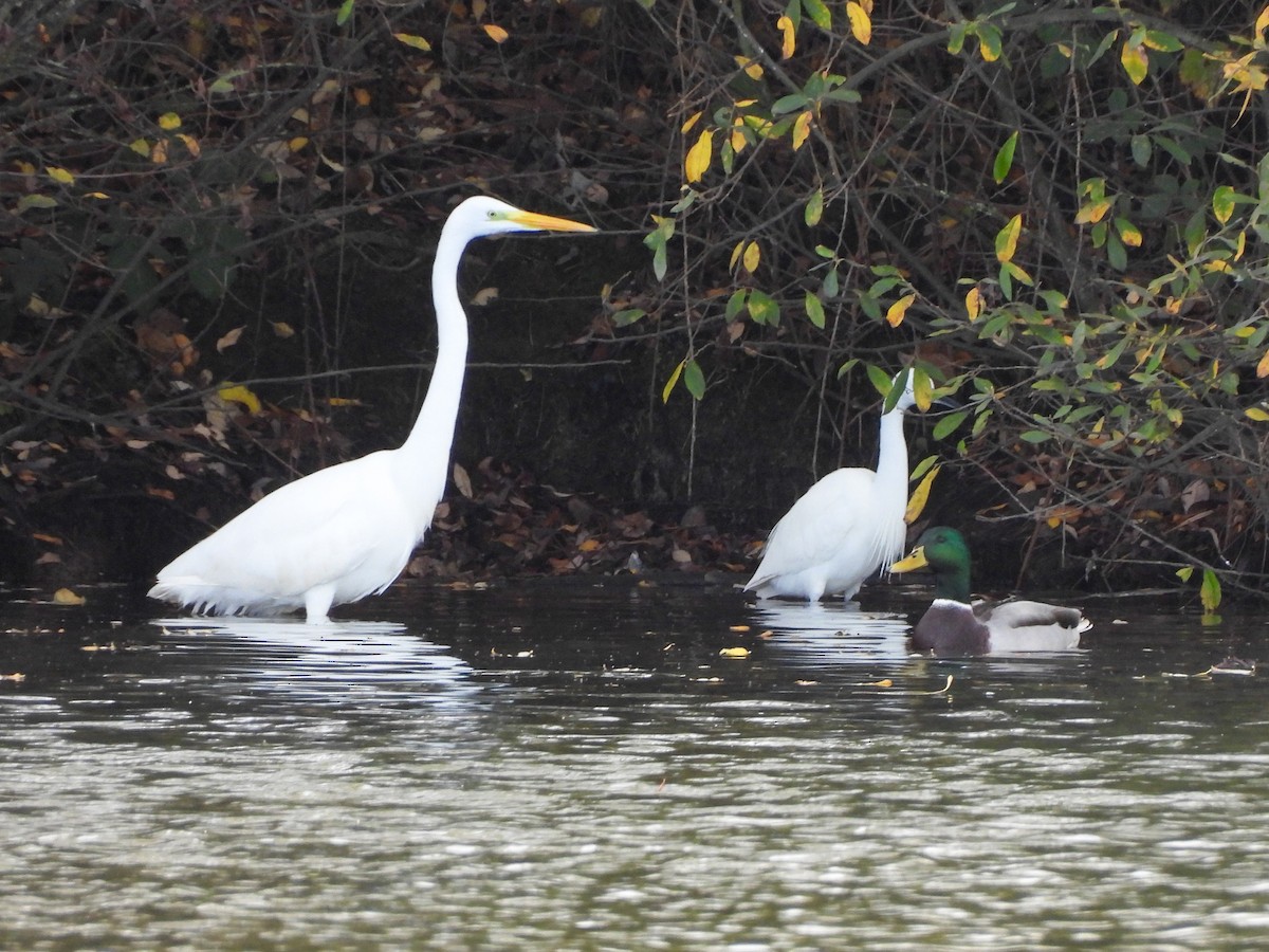 Great Egret - ML645169382
