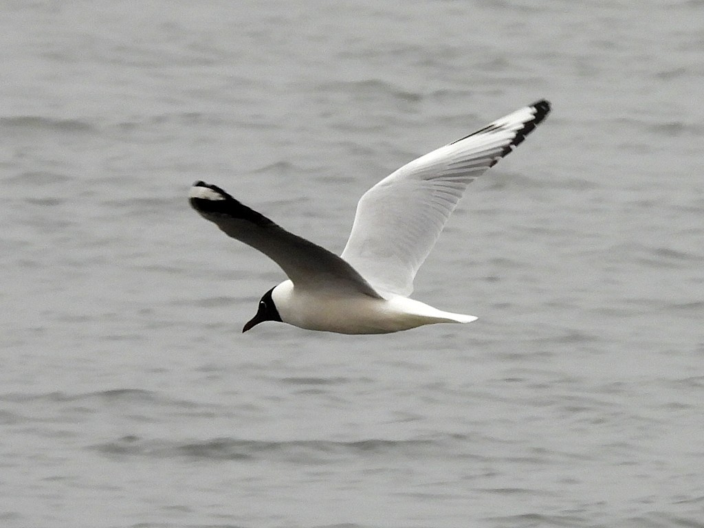 Andean Gull - ML645169387