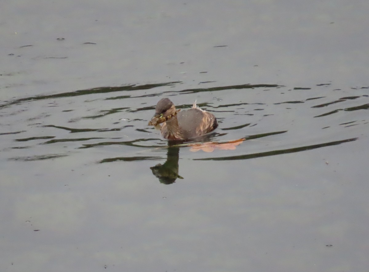 Little Grebe - ML645169389