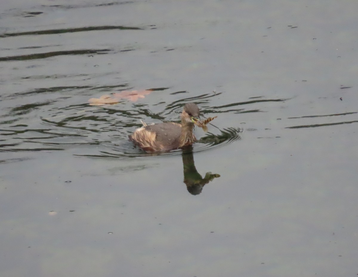 Little Grebe - ML645169390