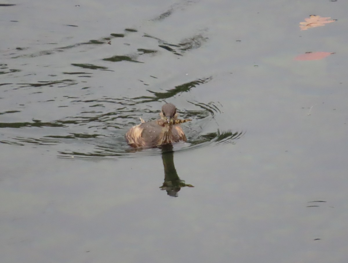 Little Grebe - ML645169391