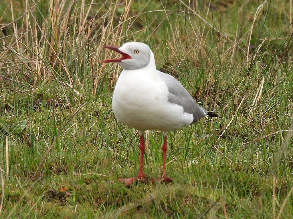 Мартин сіроголовий - ML645169392
