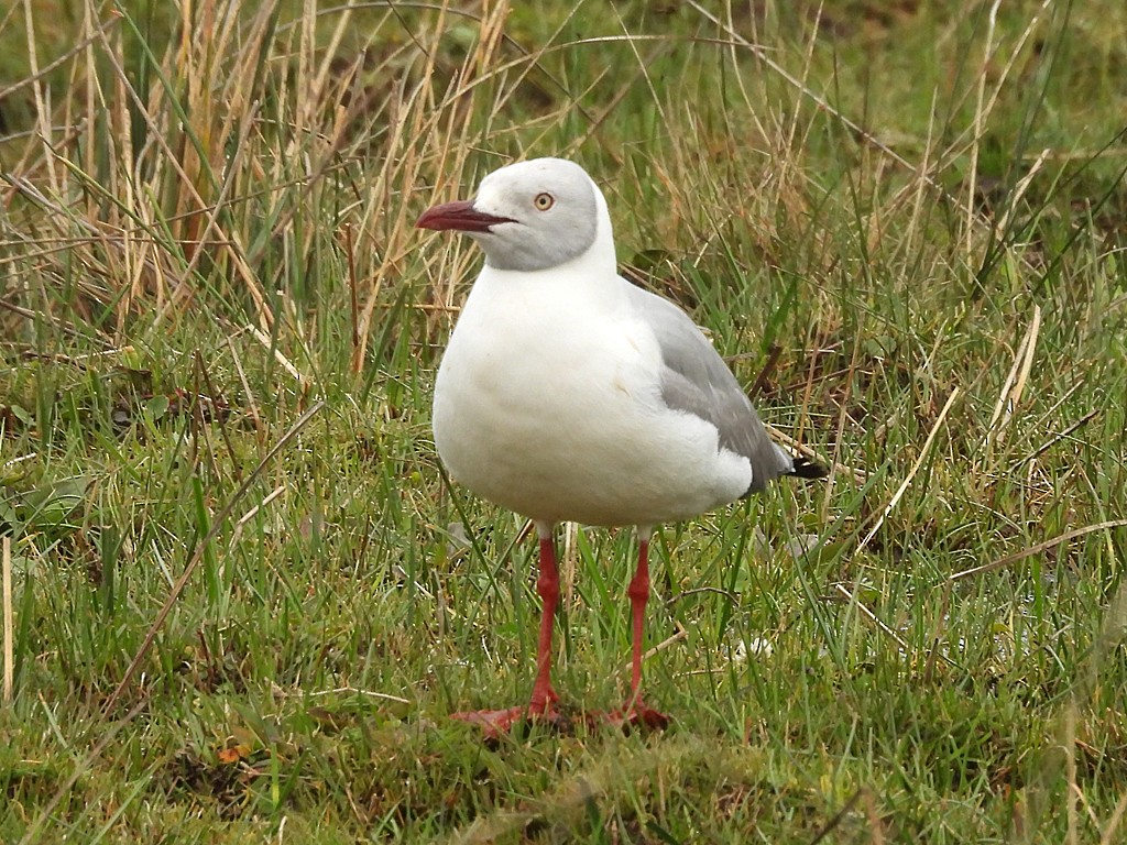 Мартин сіроголовий - ML645169393