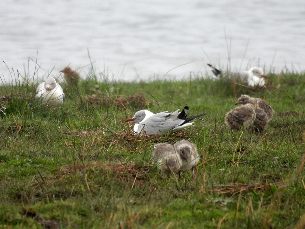 Мартин сіроголовий - ML645169394