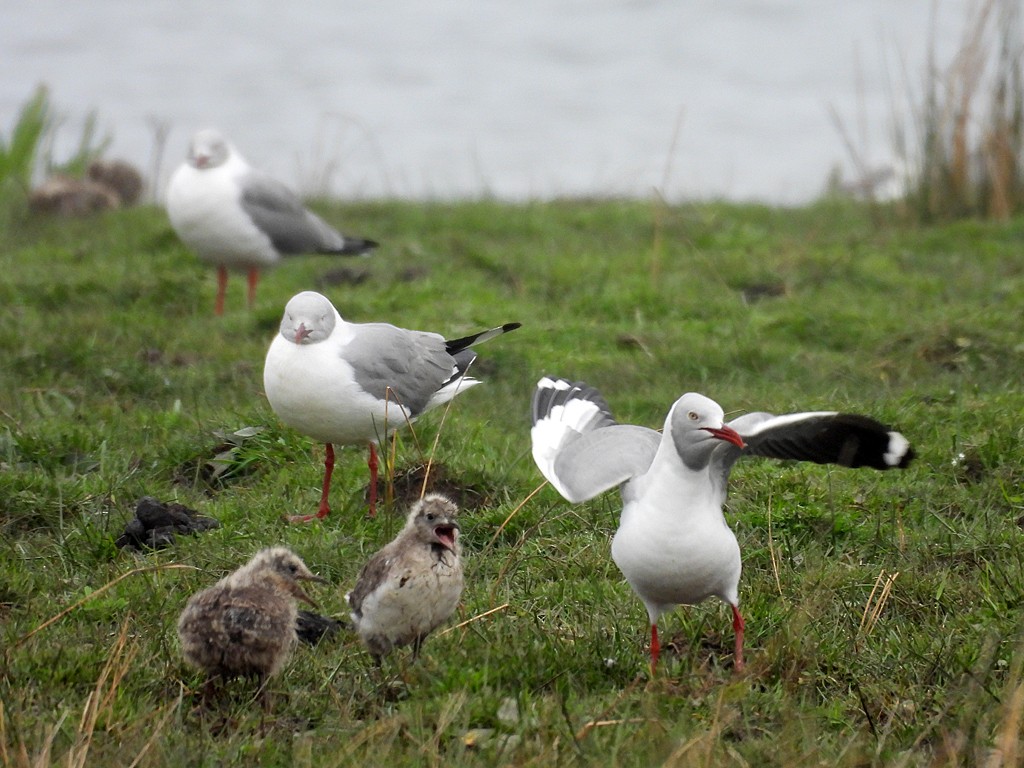 Мартин сіроголовий - ML645169395