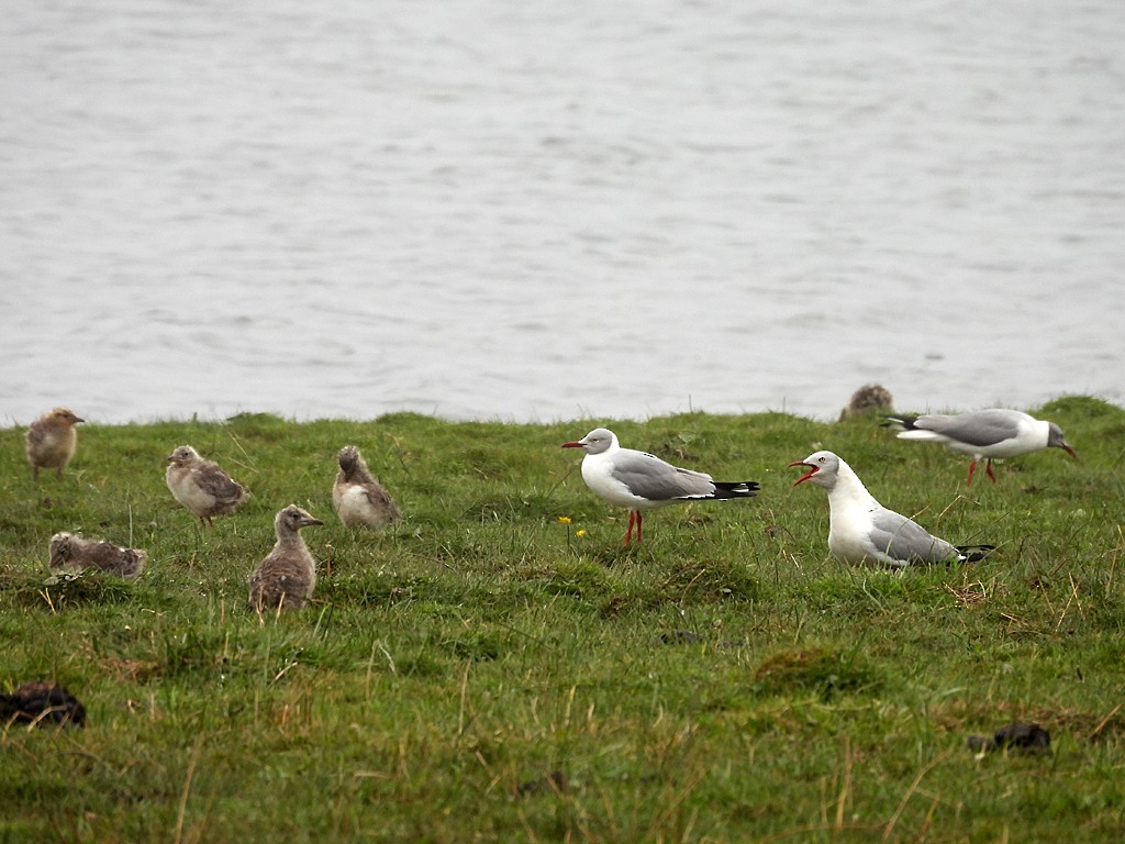 Мартин сіроголовий - ML645169396