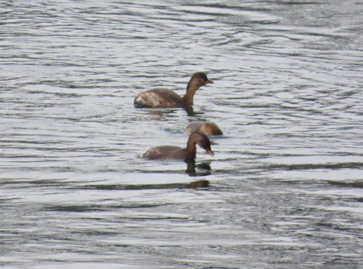 Little Grebe - ML645169398