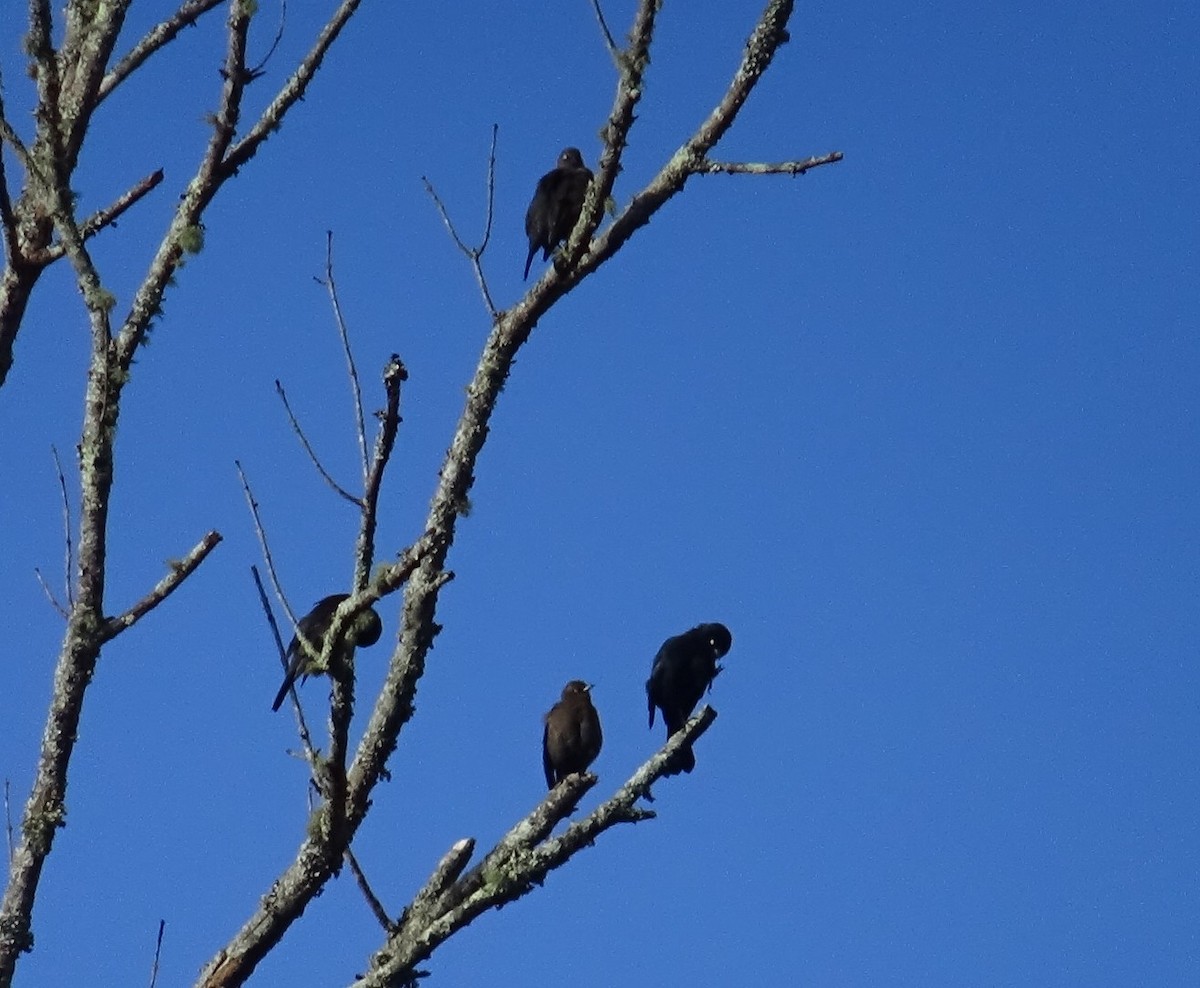 Rusty Blackbird - ML645169405