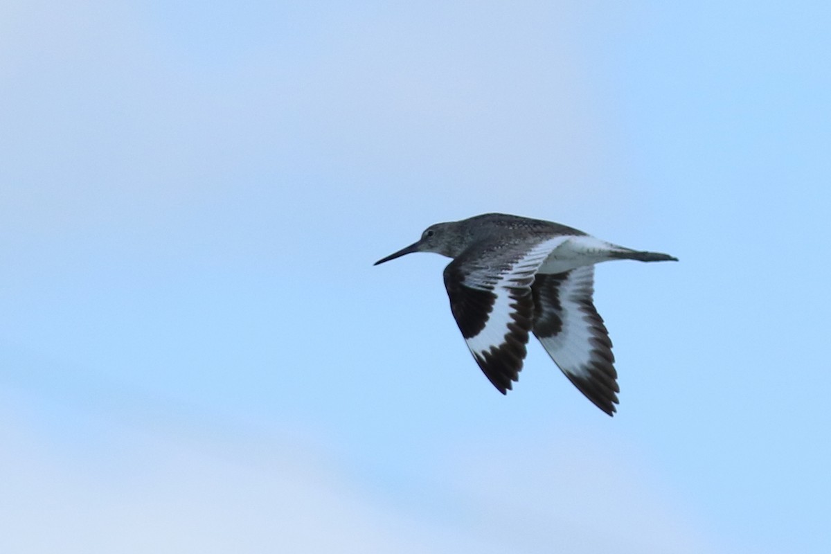 Willet - ML64516941