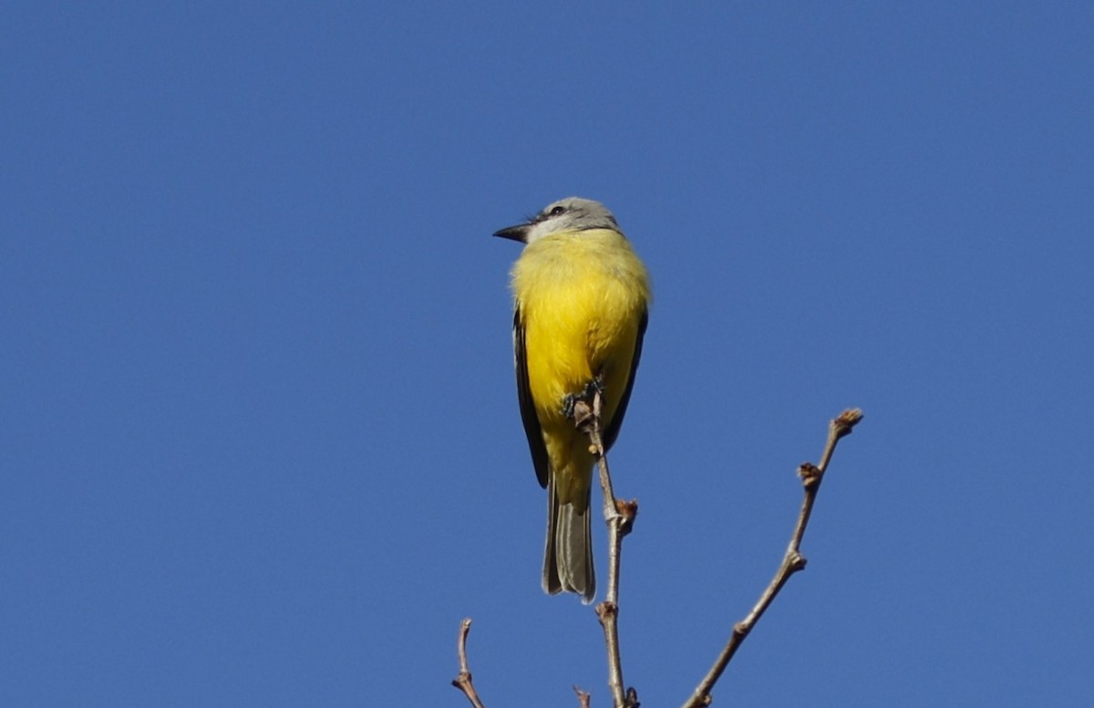 Tropical Kingbird (Middle American) - ML645169422