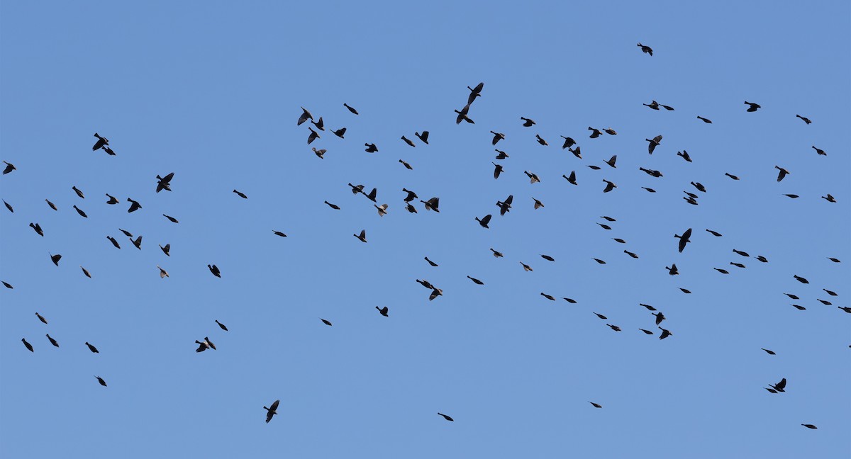 Braunkopf-Kuhstärling - ML645169424