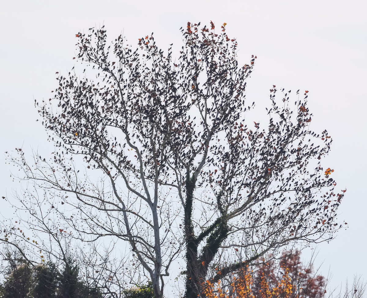 Braunkopf-Kuhstärling - ML645169425