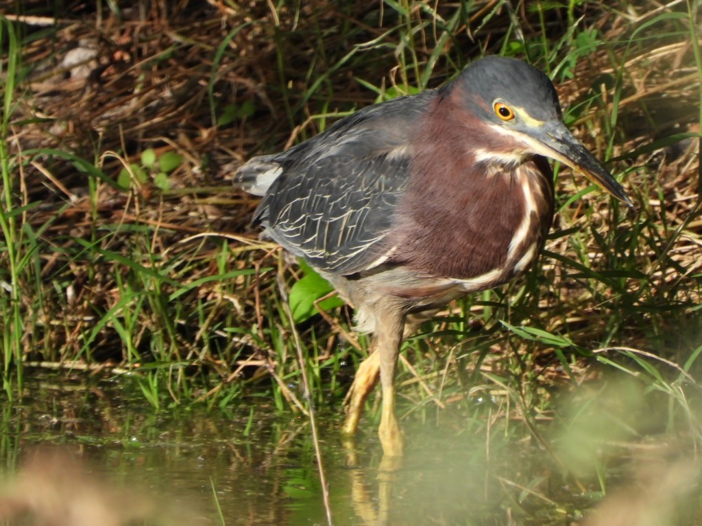 volavka zelenavá - ML645169427