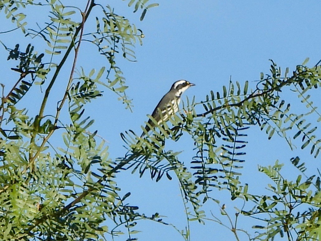 Black-throated Gray Warbler - ML645169442