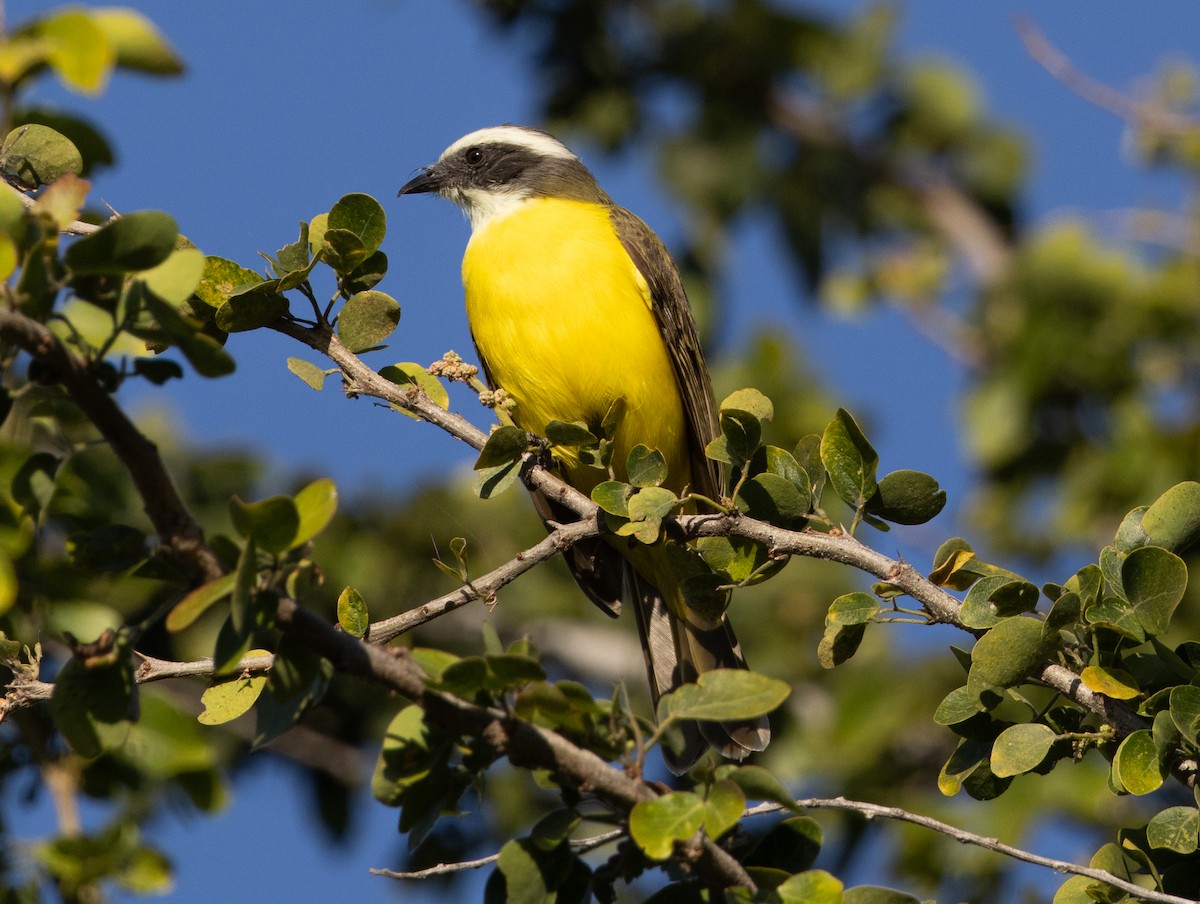 Sosyal Tiran - ML645169446