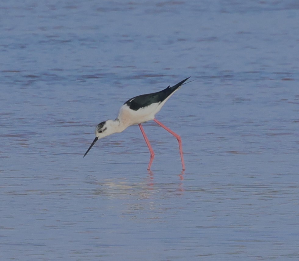 高蹺鴴 - ML645169447