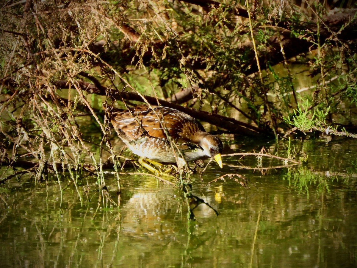 chřástal karolínský - ML645169453