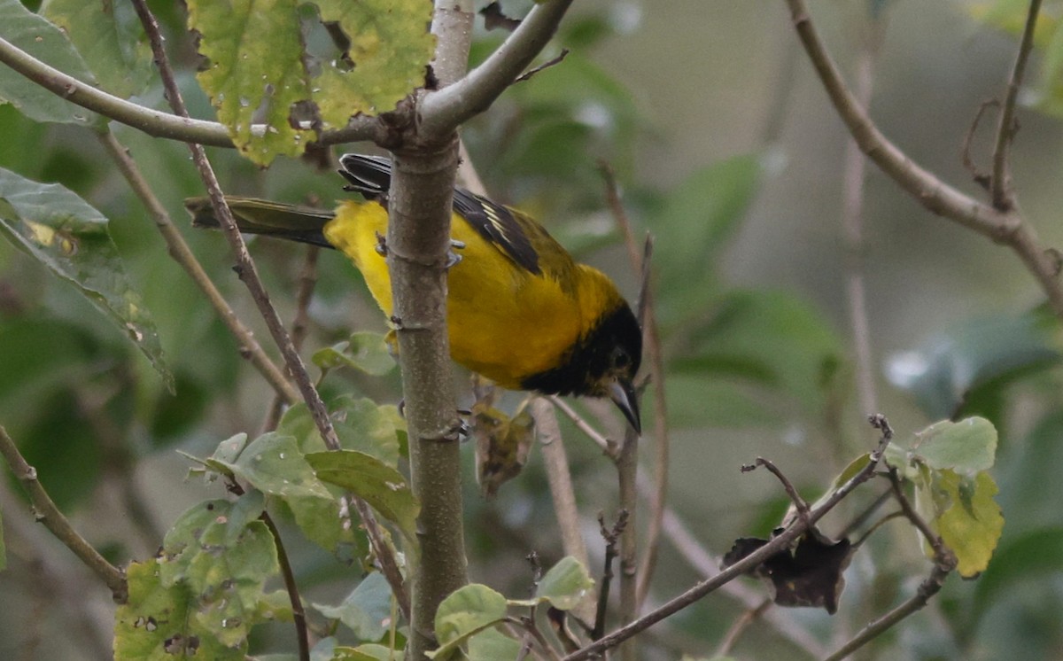 Audubon's Oriole (Audubon's) - ML645169461