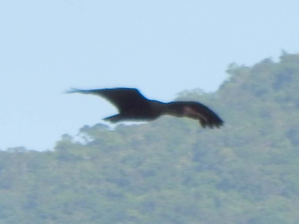 Bare-faced Ibis - ML645169463
