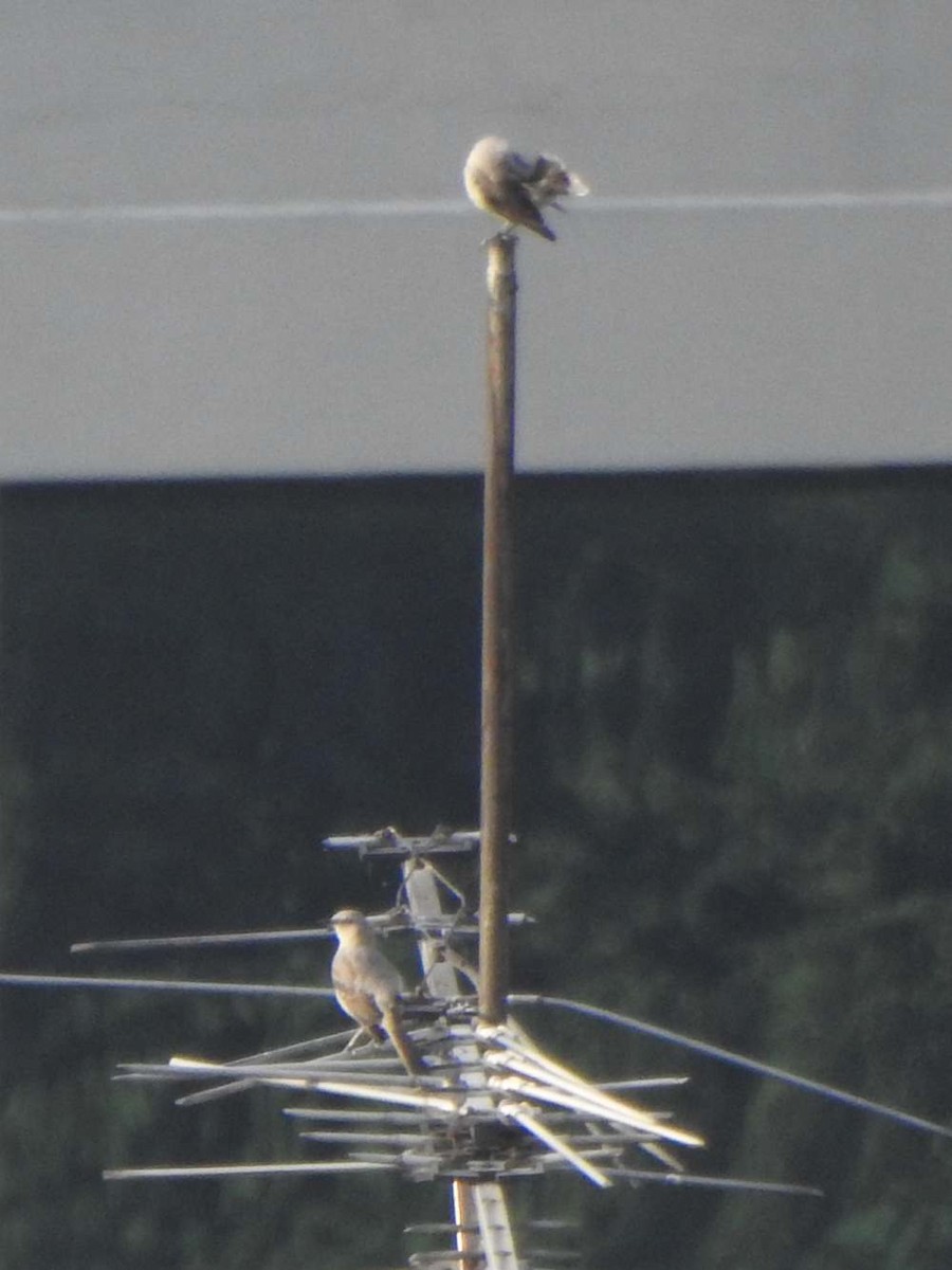 Tropikal Taklitçi - ML645169478