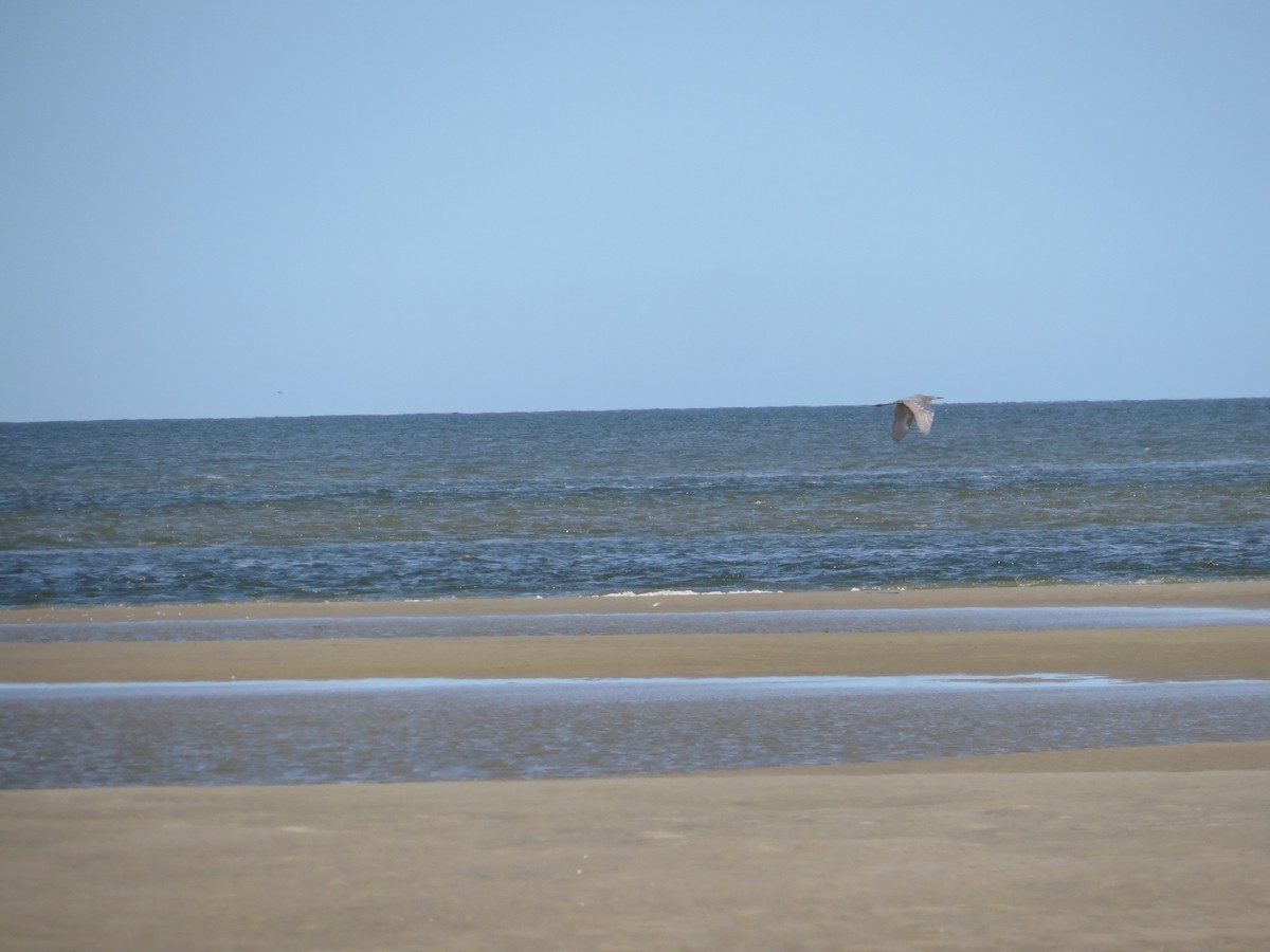 Reddish Egret - ML645169488