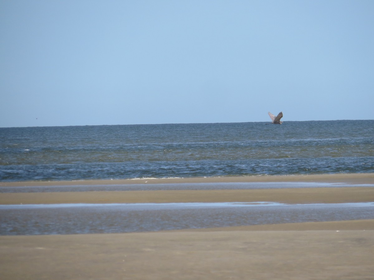 Reddish Egret - ML645169489