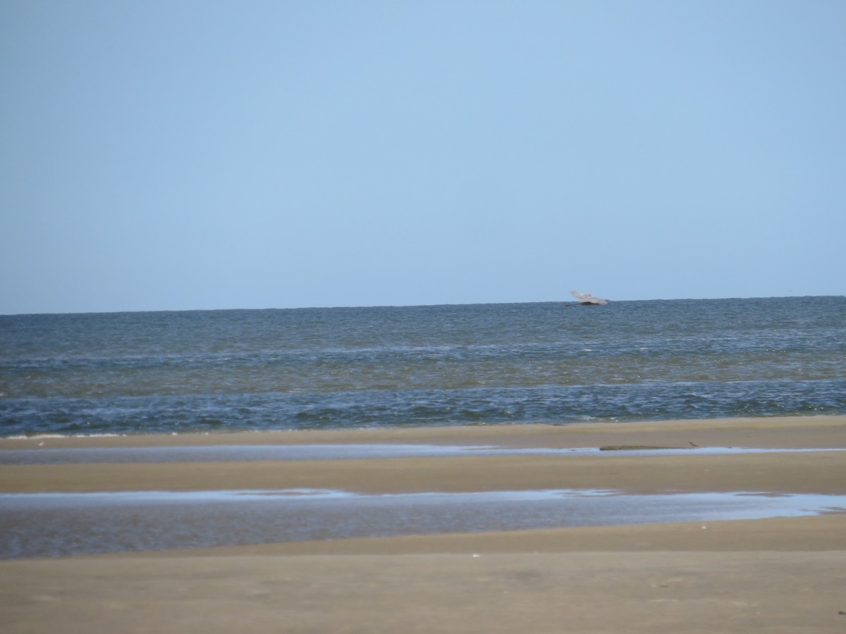 Reddish Egret - ML645169490