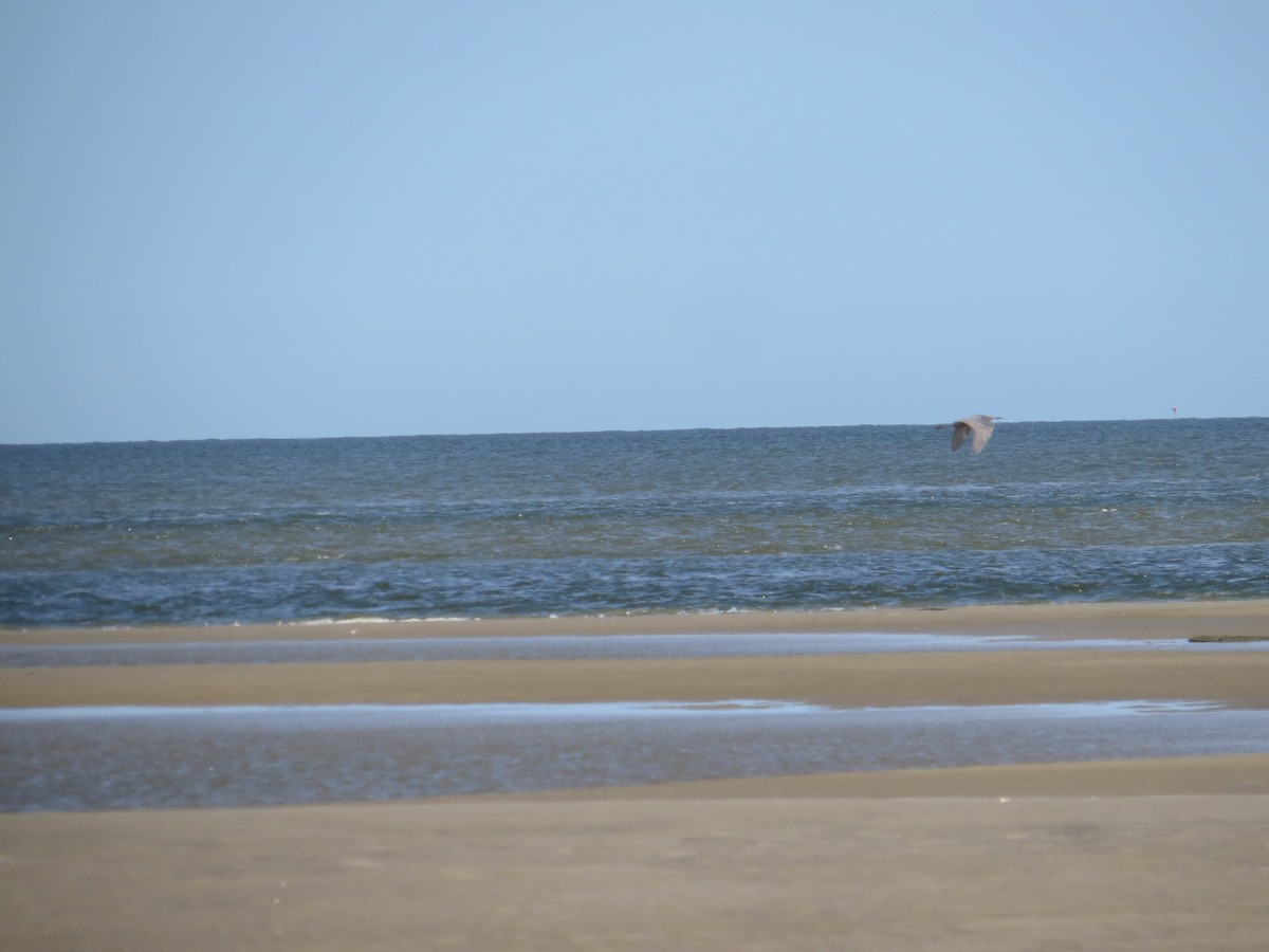 Reddish Egret - ML645169491