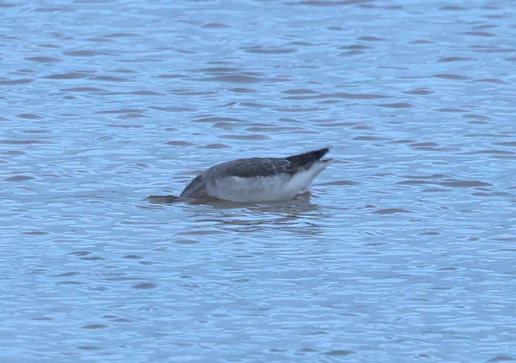 Wilson's Phalarope - ML645169497