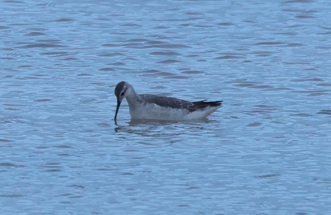 Wilson's Phalarope - ML645169498