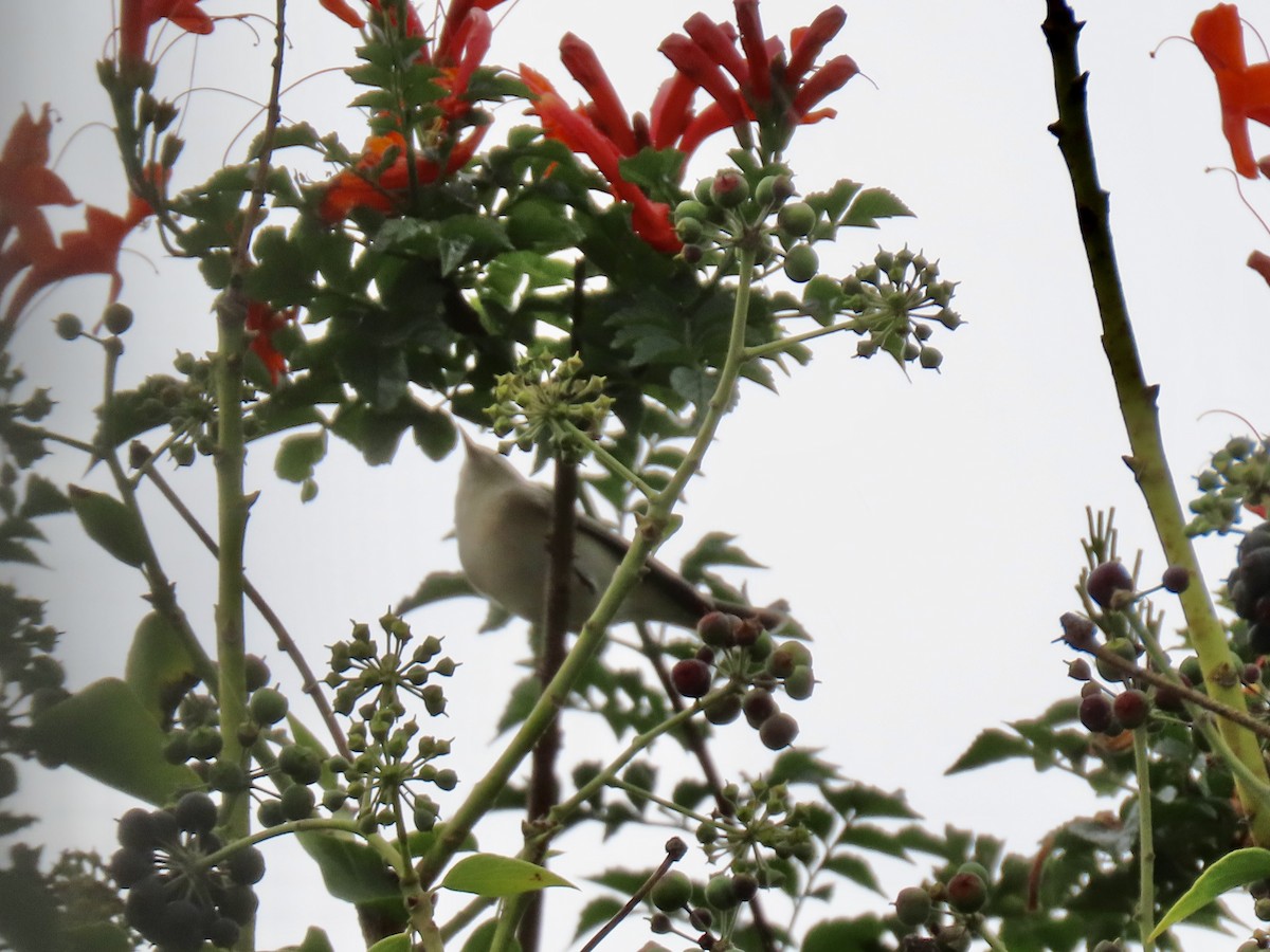 Lucy's Warbler - ML645169514