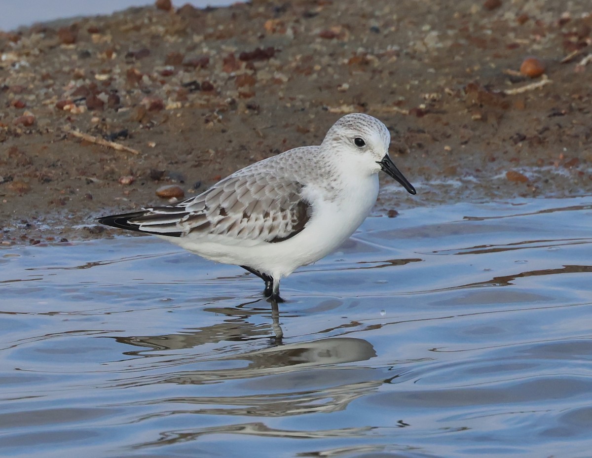 Txirri zuria - ML645169523