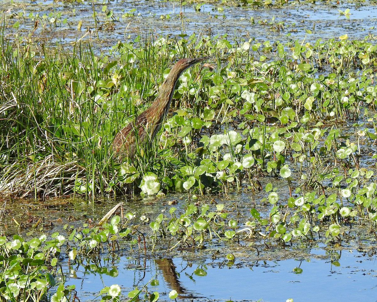 Бугай американський - ML645169526